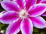 【実は危険de取り扱い注意な花】蔓性植物の女王の「クレマチス」！花言葉は怖い？その訳に納得です