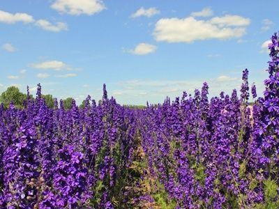 デルフィニウムの花言葉