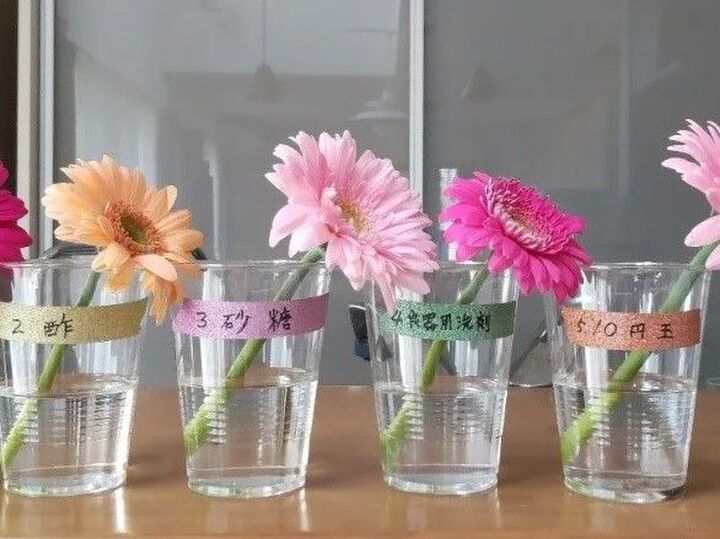 切り花を一番長持ちさせるのはどれ?まさかの結末!?【身近な6つで比較してみた♪】
