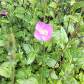 「春の道端の雑草」出会えたらラッキーな可愛い雑草♡激似のお花との簡単な見分け方とは？