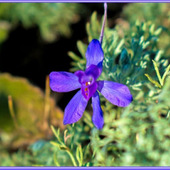 初夏の青い花として人気の花「デルフィニウム/delphinium/大飛燕草/オオヒエンソウ」