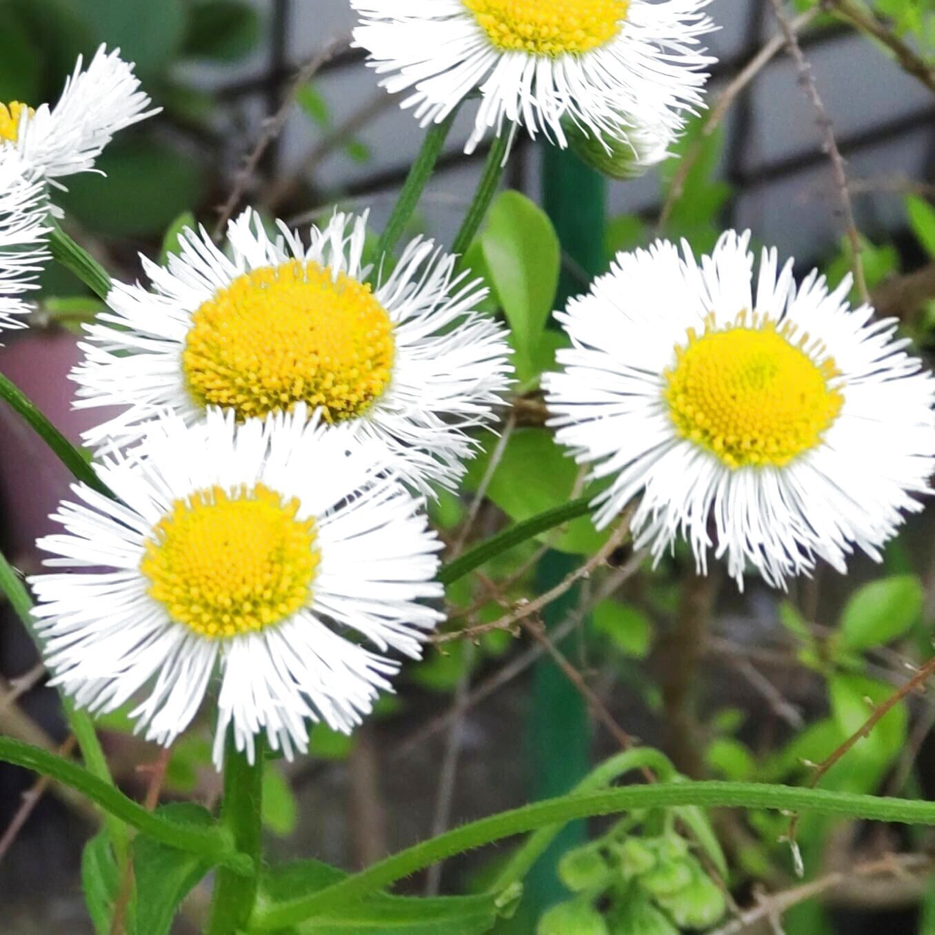 こちら、「ヒメジョオン」（姫女苑）です♡ヒメジョオンの花言葉は「素朴で清楚」