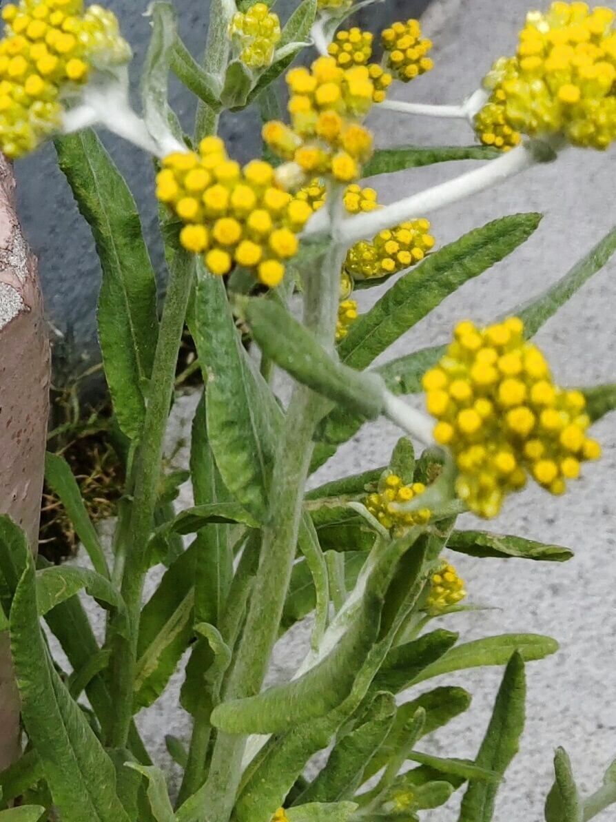 不思議な黄色いお花ですよね！