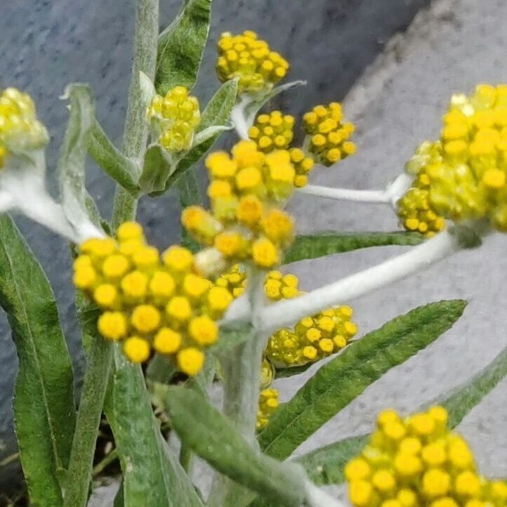 ハハコグサの花言葉は、「いつも想う」「忘れない」「無償の愛」