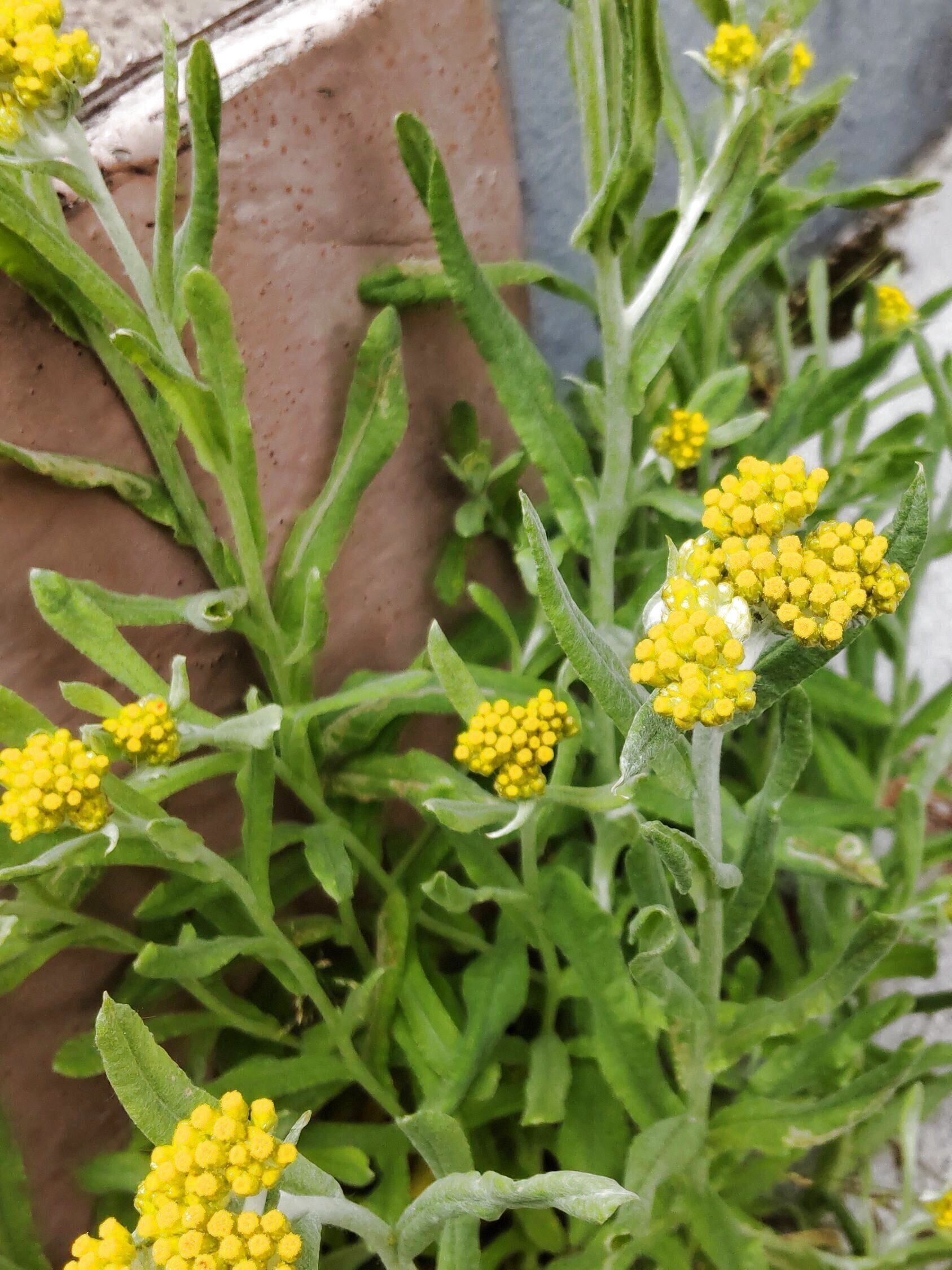 【春の道端の雑草】不思議な花ですが、出会えてうれしくなった花！