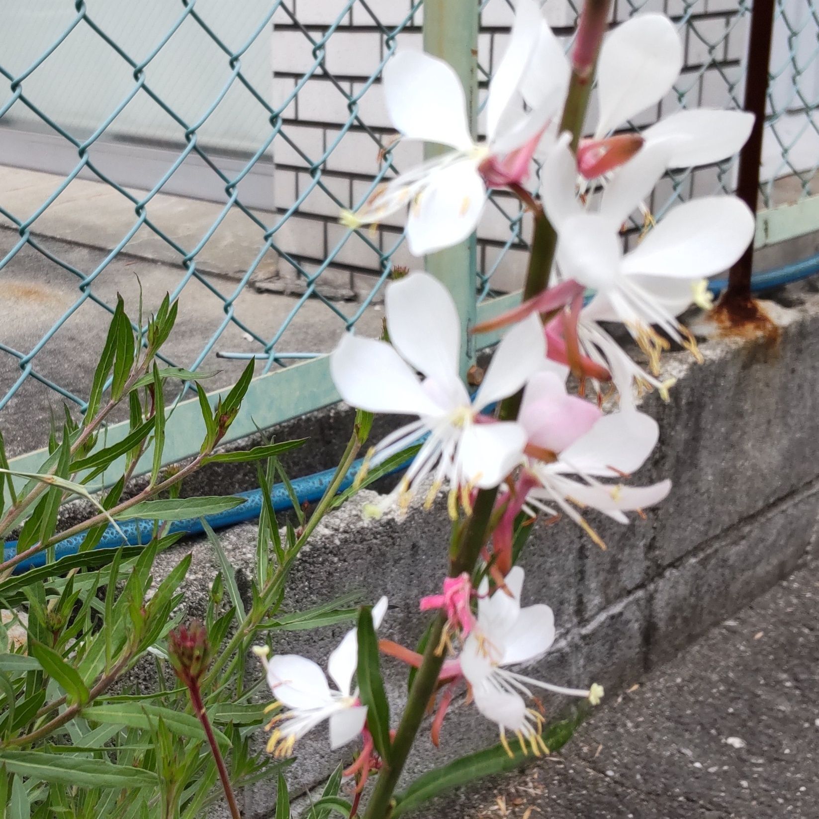 長く伸びた茎に4枚の花弁があるお花を、たくさん、咲かせます