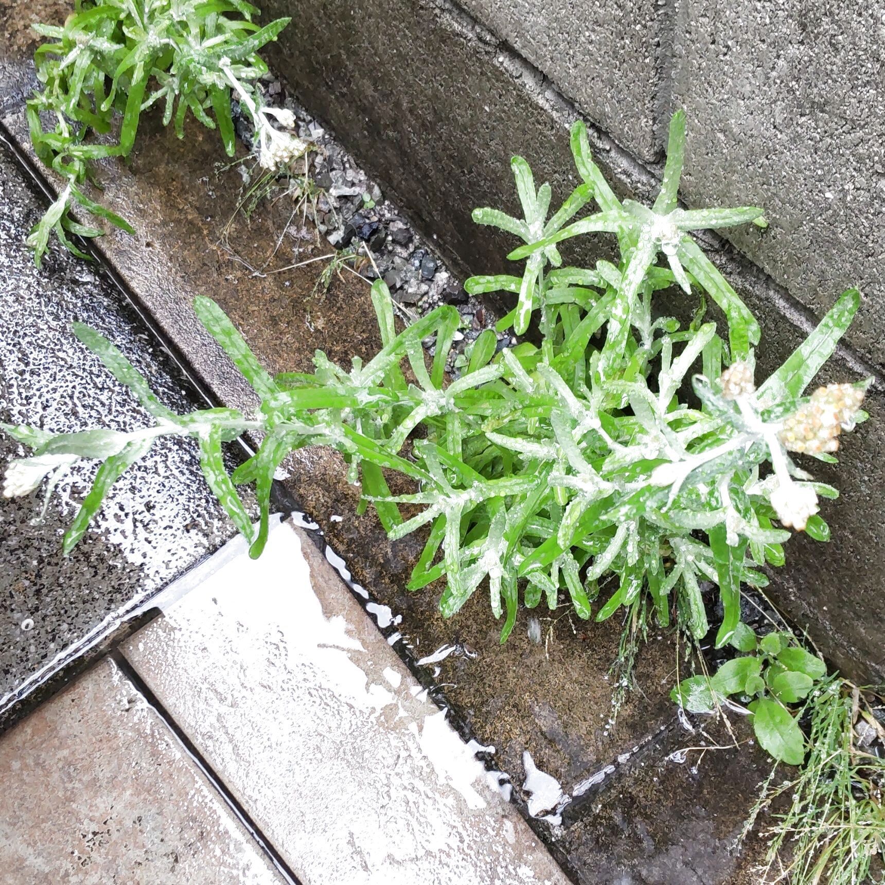 雑草の生存戦略が面白い～！小さいうちはロゼット状の葉のものが多いのですが、その訳とは？