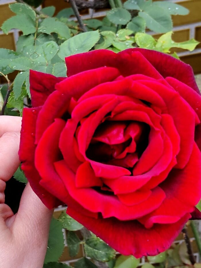 こちらの薔薇は、香水のような素晴らしい香りがするんです！