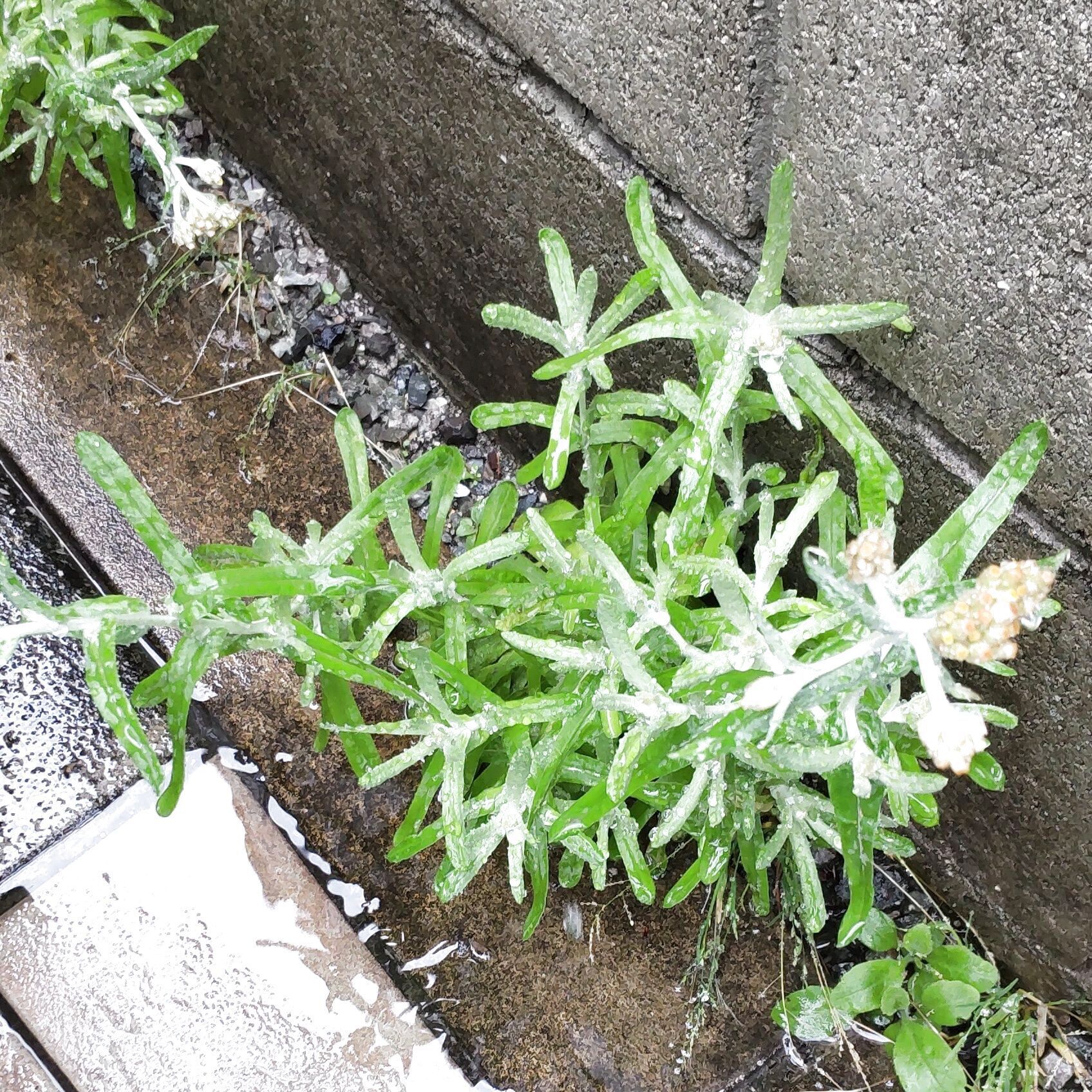 春の道端の雑草】「父子草」って？小さいうちに踏みつぶしても復活する「ド根性」な雑草の生存戦略とは？｜生活のアイデア｜暮らしニスタ