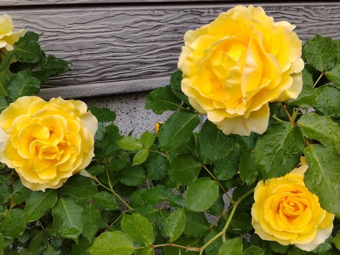 黄色い薔薇がたくさん咲いていて、綺麗です～！