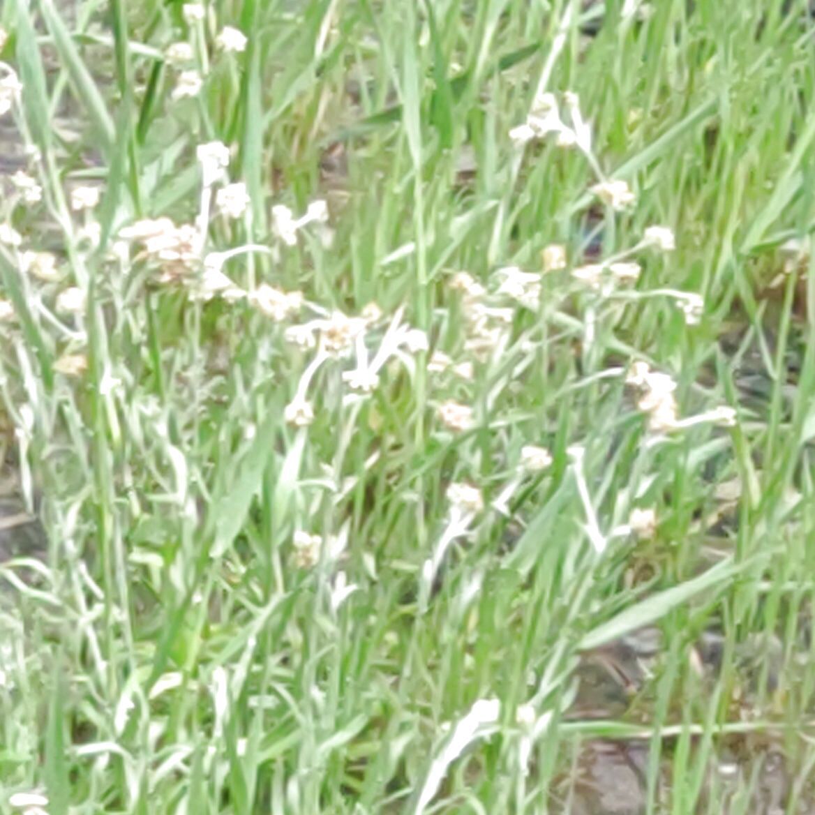 茎の先端に地味な枯れたような色の花をつけているので、こちらもその仲間でしょうか？