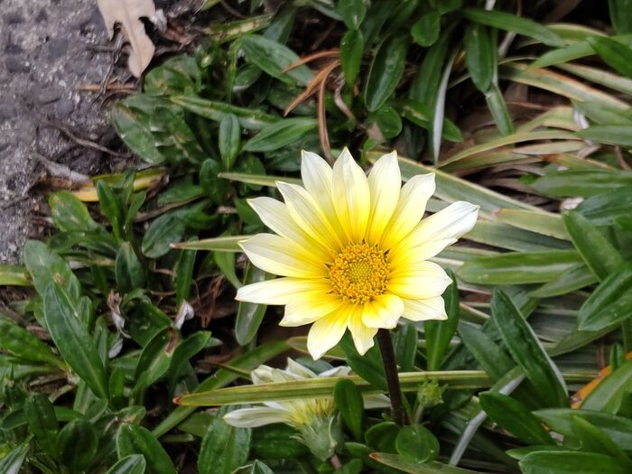 【春の道路沿いの花】ゾンビ並に強い！日なたで「笑顔で答える」ソフトクリ―ムです。お家の雑草除けにも♪