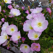 【春の道端の雑草？】ご縁を感じてハッピー！世も不思議で綺麗なお花♡月がなくても見れるツキミソウなの？