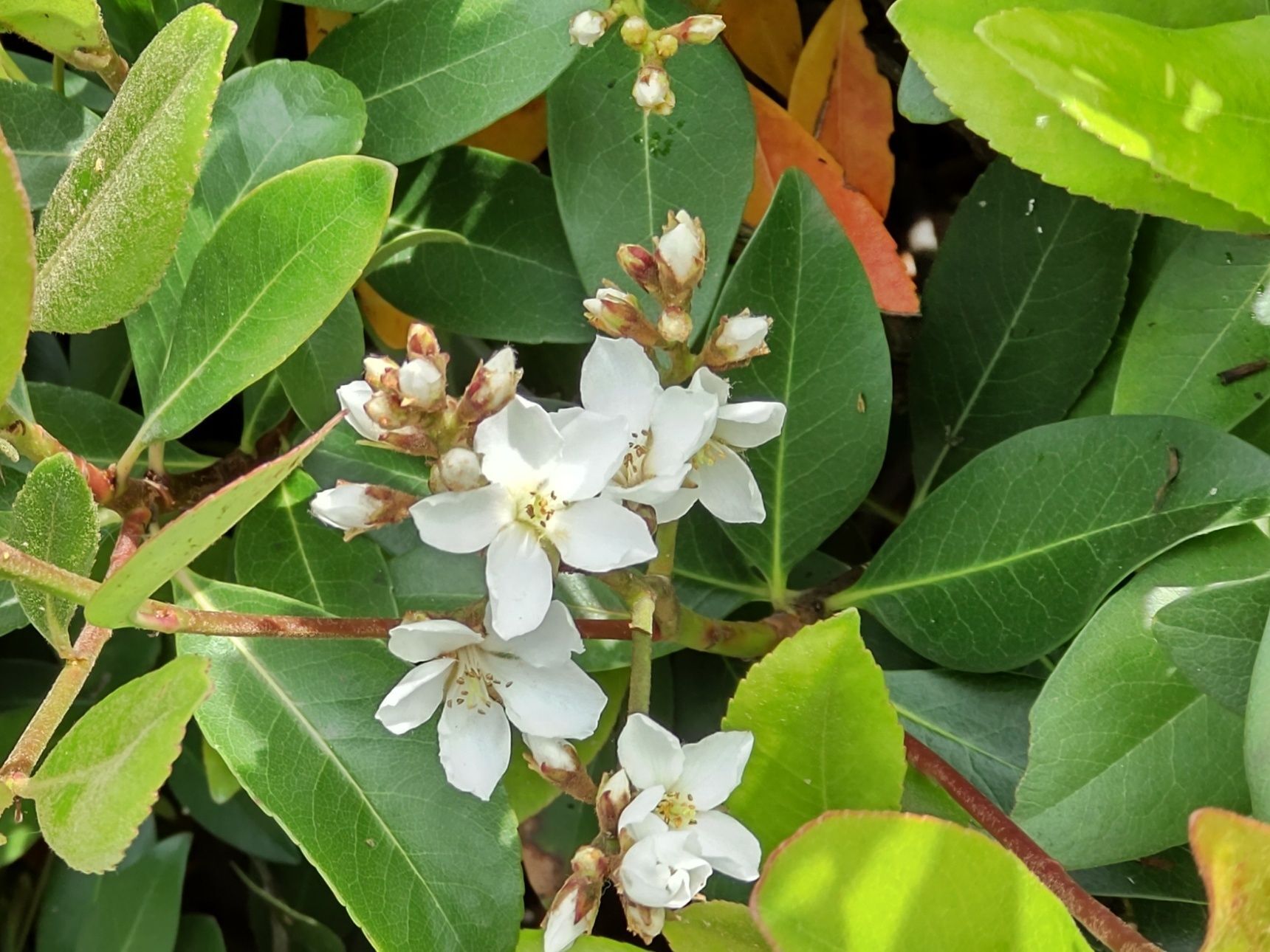 この花の中は「シャリンバイ」です。（車輪梅）と漢字で書きます