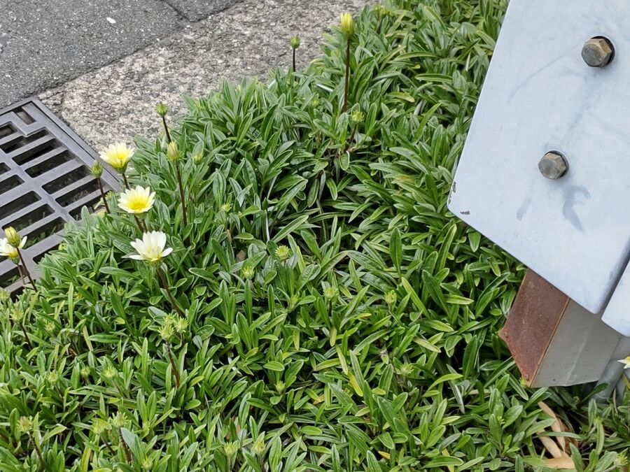 【春の道路沿いの花】ゾンビ並に強い!日なたで「笑顔で答える」ソフトクリ―ムです。お家の雑草除けにも♪