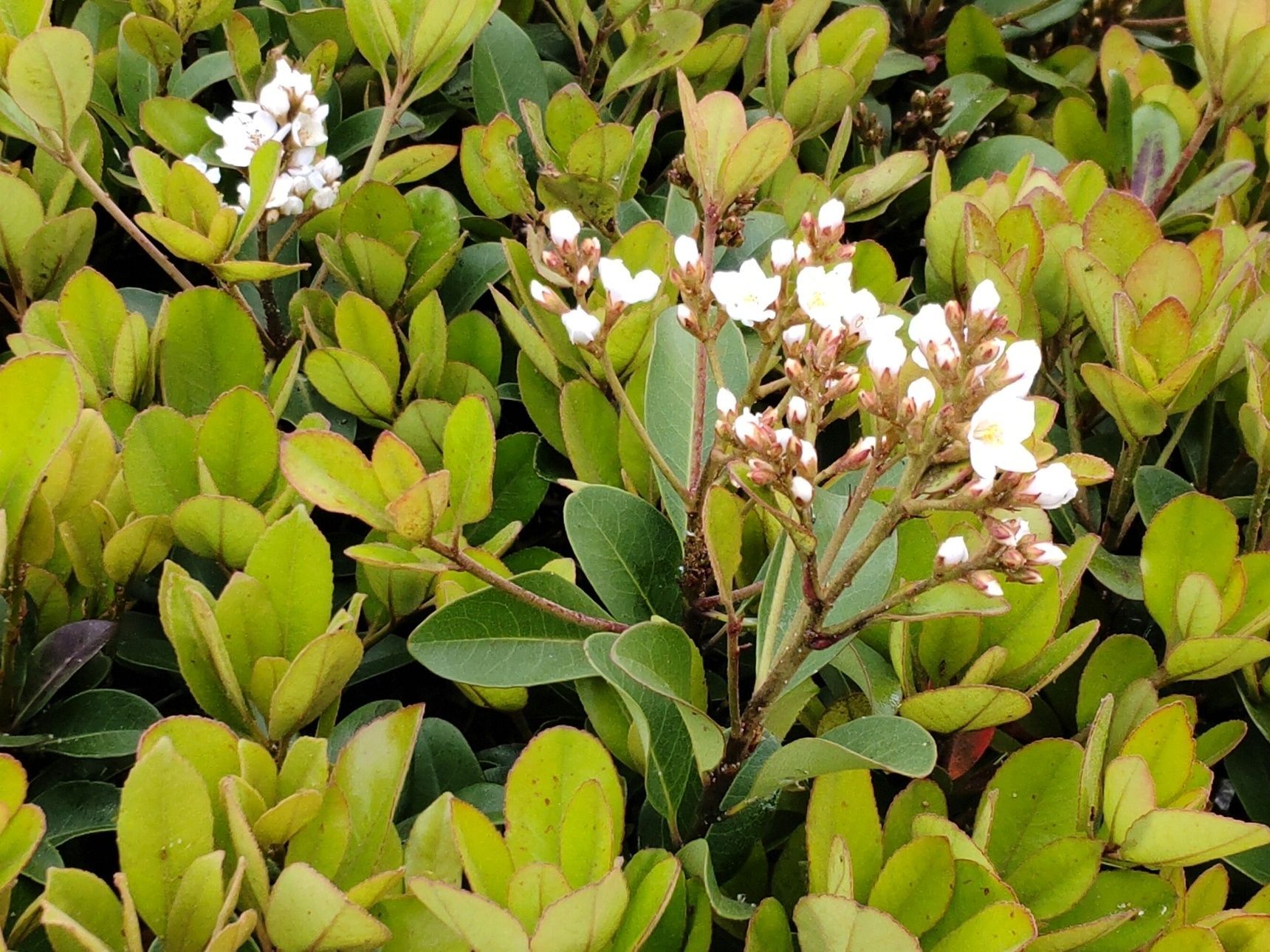 バラ科の植物「シャリンバイ」。今日も我が家、街で大活躍してくれています！