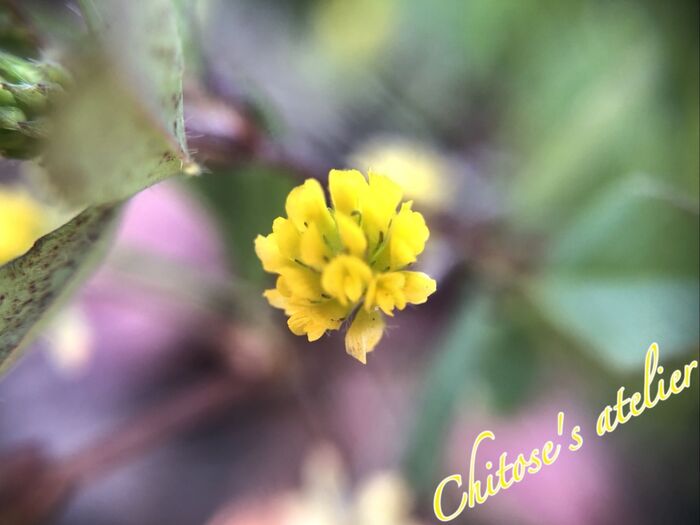 グラウンドカバーにもお勧め♪黄色くて小さいお花【マクロレンズで撮ってみた】
