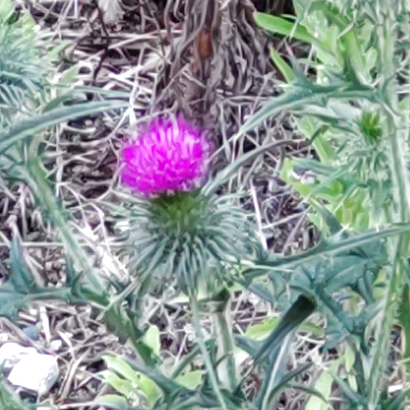 アザミ（薊）の花言葉は 「独立」「厳格」「復讐」「満足」「触れないで」　