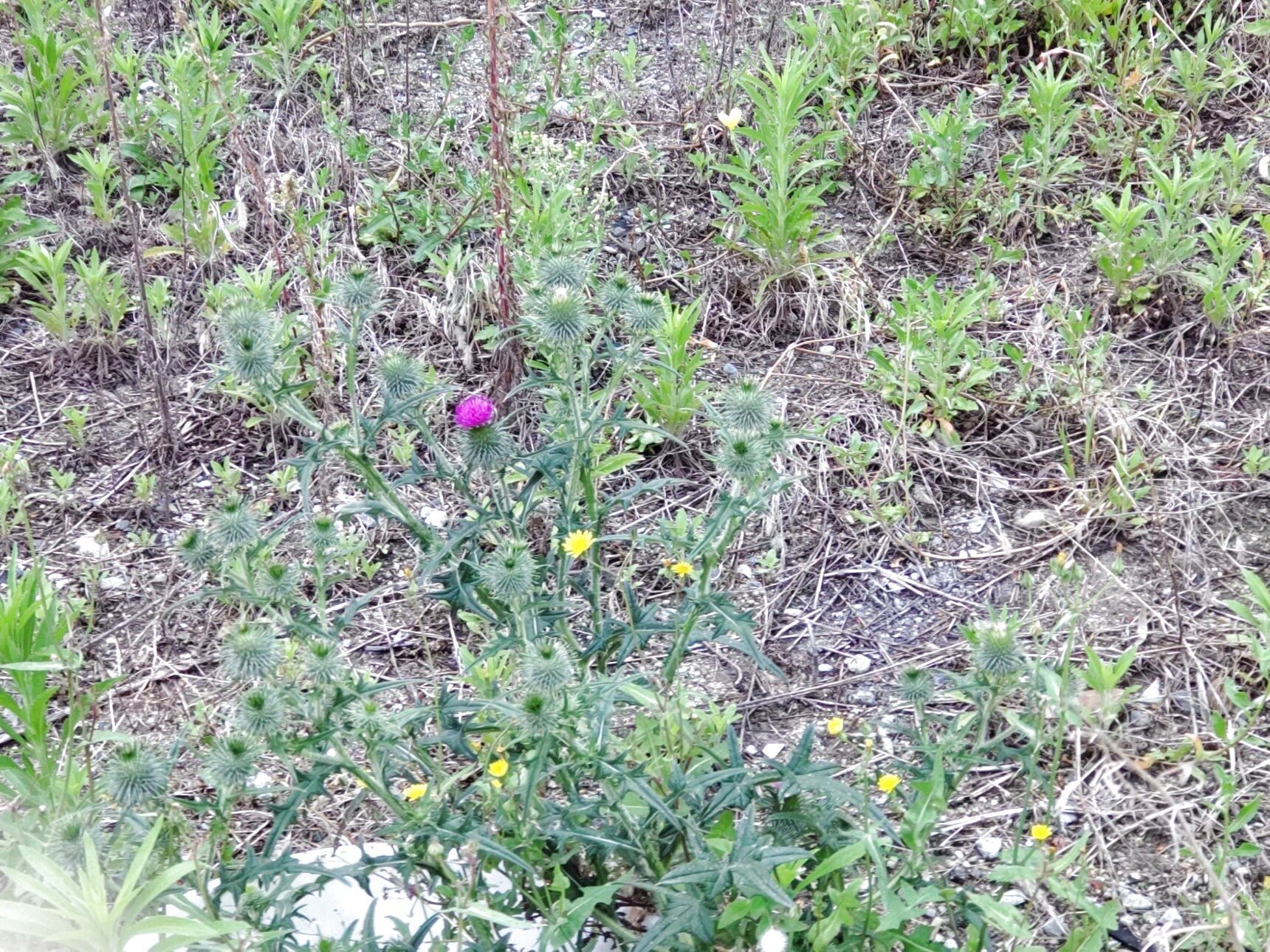 空き地に柵がないと、綺麗な花に誘われて、花を触ったり、摘んでしまうかも！