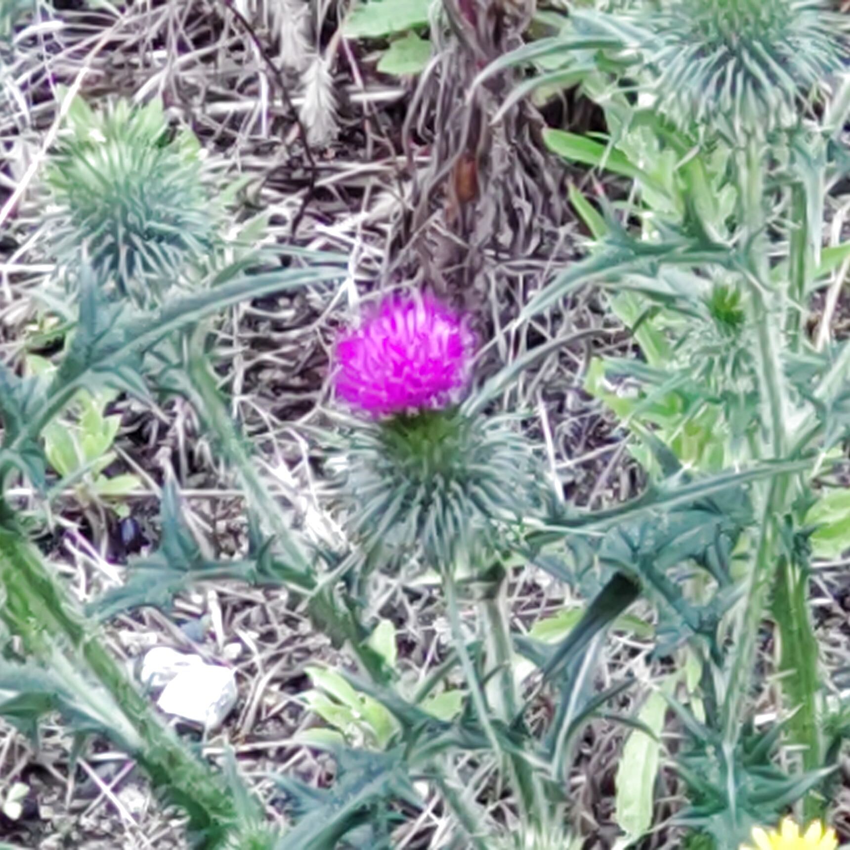 触れれば痛い草の代表♡ブルブルッ、花言葉が超怖い～！！毒がある品種が日本に？それは、どんなアザミ？