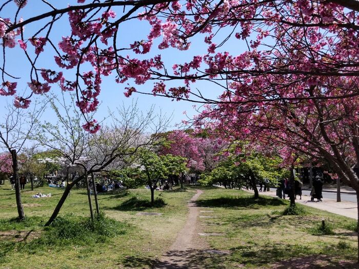 桜の季節になって…