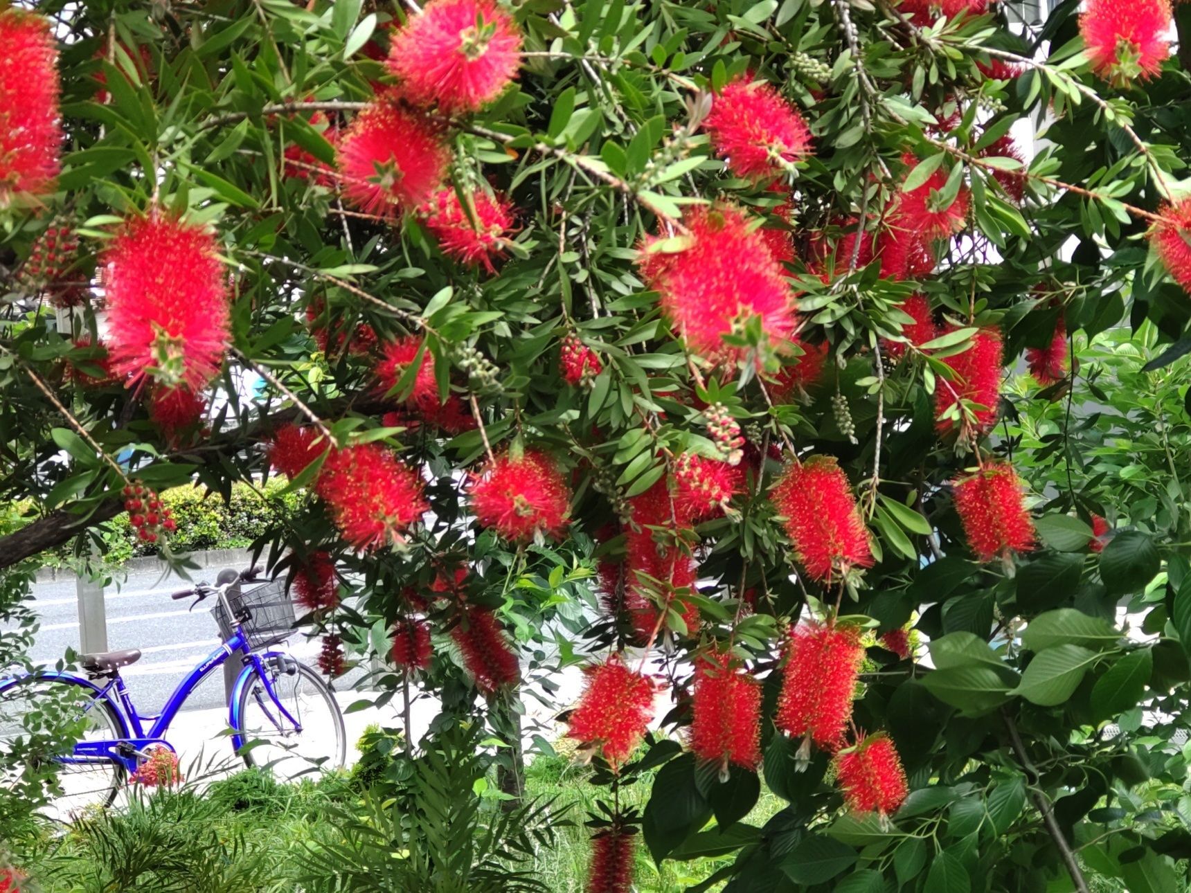 この植物は「ブラシの木」です。別名は「キンポウジュ」（金宝樹）。