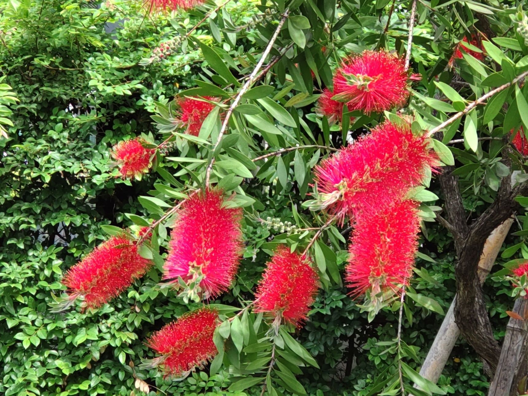 【春（5月）の摩訶不思議な植物】満開！大阪の都市公園で、ブラシ似の謎の花が見頃を迎えています～！