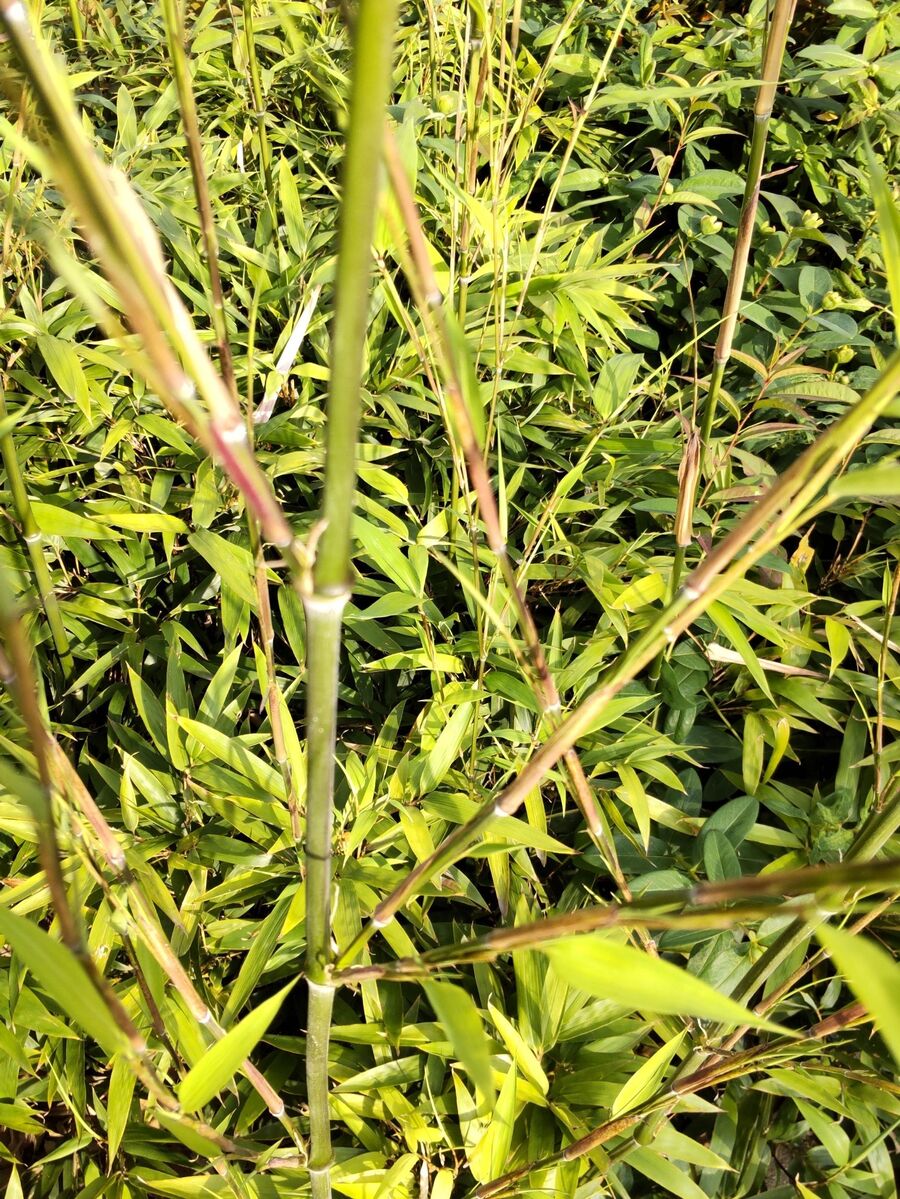 【春(5月)道端の雑草】奇妙な細い竹が群生~!竹にまつわる怖い話、竹の花は120年に一度だけ開花?|園芸のアイデア|暮らしニスタ