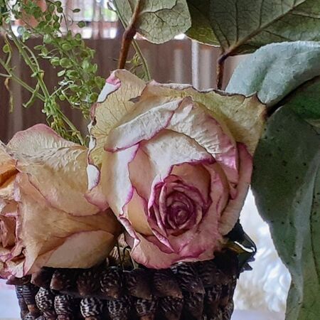 この薔薇…花瓶に活けたまま、お洒落なドライフラワーになりました！