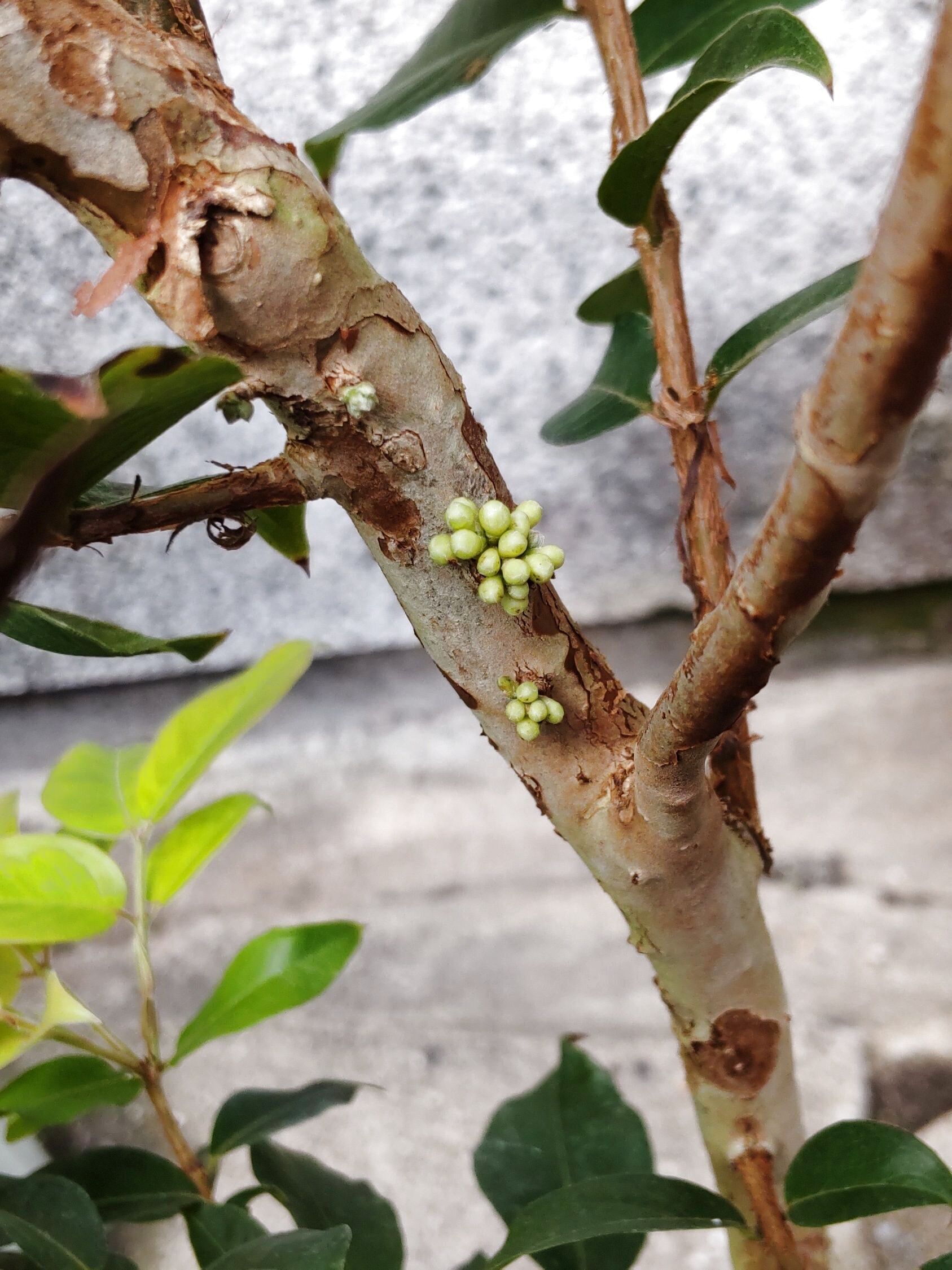 この植物は「ジャボチカバ」です。ブラジル先住民族トゥピの言葉で「亀のいる地」という意味。