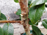 【春（5月）の仰天植物】幹に実がなる？超グロくて怖いけど、流通しない幻の実を収穫体験してみた～い！