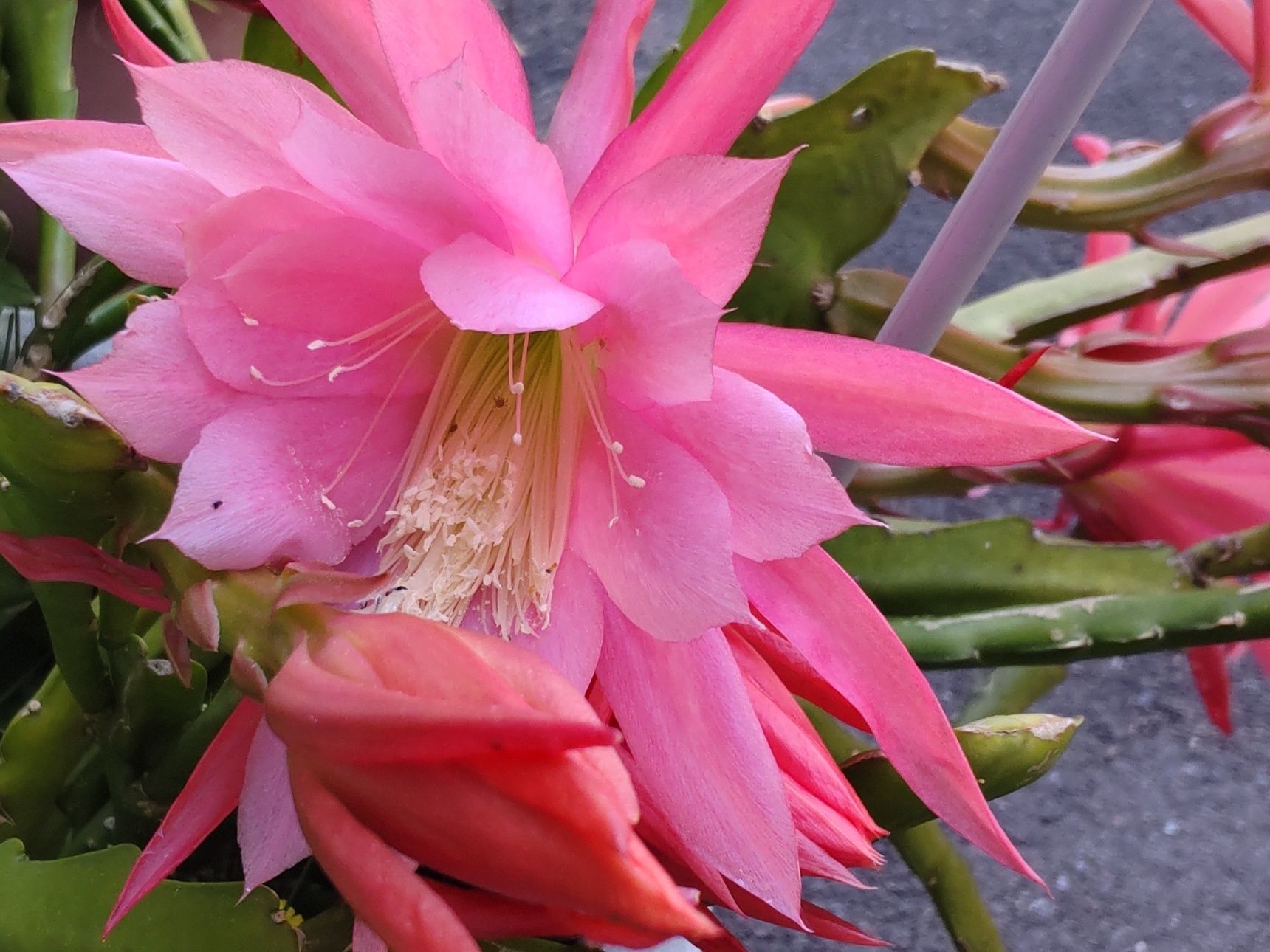 5月～6月頃に孔雀のように美しく、大きく鮮やかな花を咲かせるのが特徴です