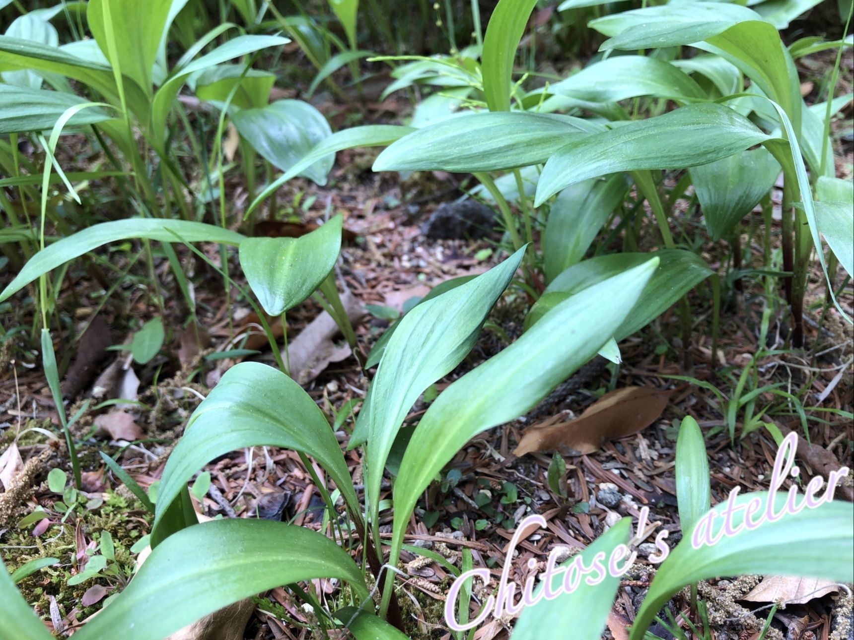 【貴重な植物】生と死と隣り合わせ