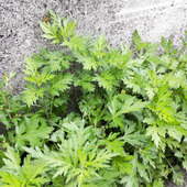 【5月の雑草】何者？天使か悪魔か？まさか猛毒トリカブト？月の女神の聖草？止血できる？葉の識別方法！