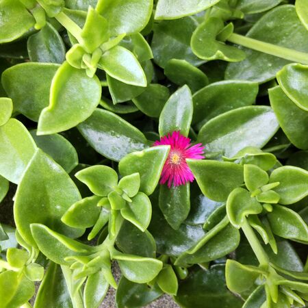 【5月の道端の植物】花言葉は「淡い恋心」♡ほぼ放任でも大丈夫な植物です。育ててみる？