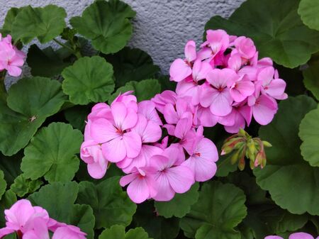 【5月のお花】花言葉の「君ありて幸福」が素敵ーー！！♡猫とは仲良くなれない、危険な植物でもあります！