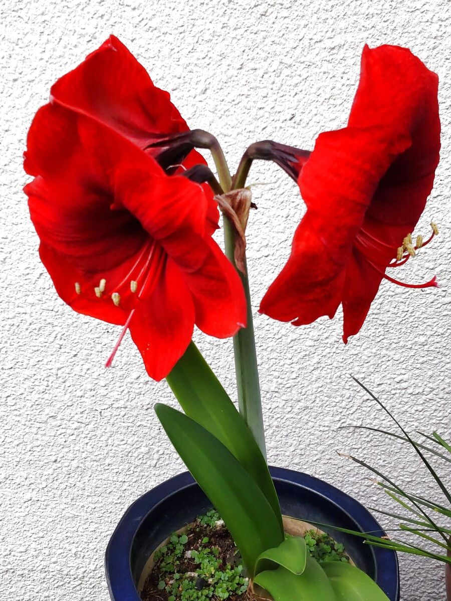 【5月の道端のお花】赤く輝くように美しい花「アマリリス」!危険?特にペットやお子様がいる方要注意!
