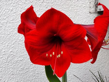 【5月の道端のお花】赤く輝くように美しい花「アマリリス」！危険？特にペットやお子様がいる方要注意！
