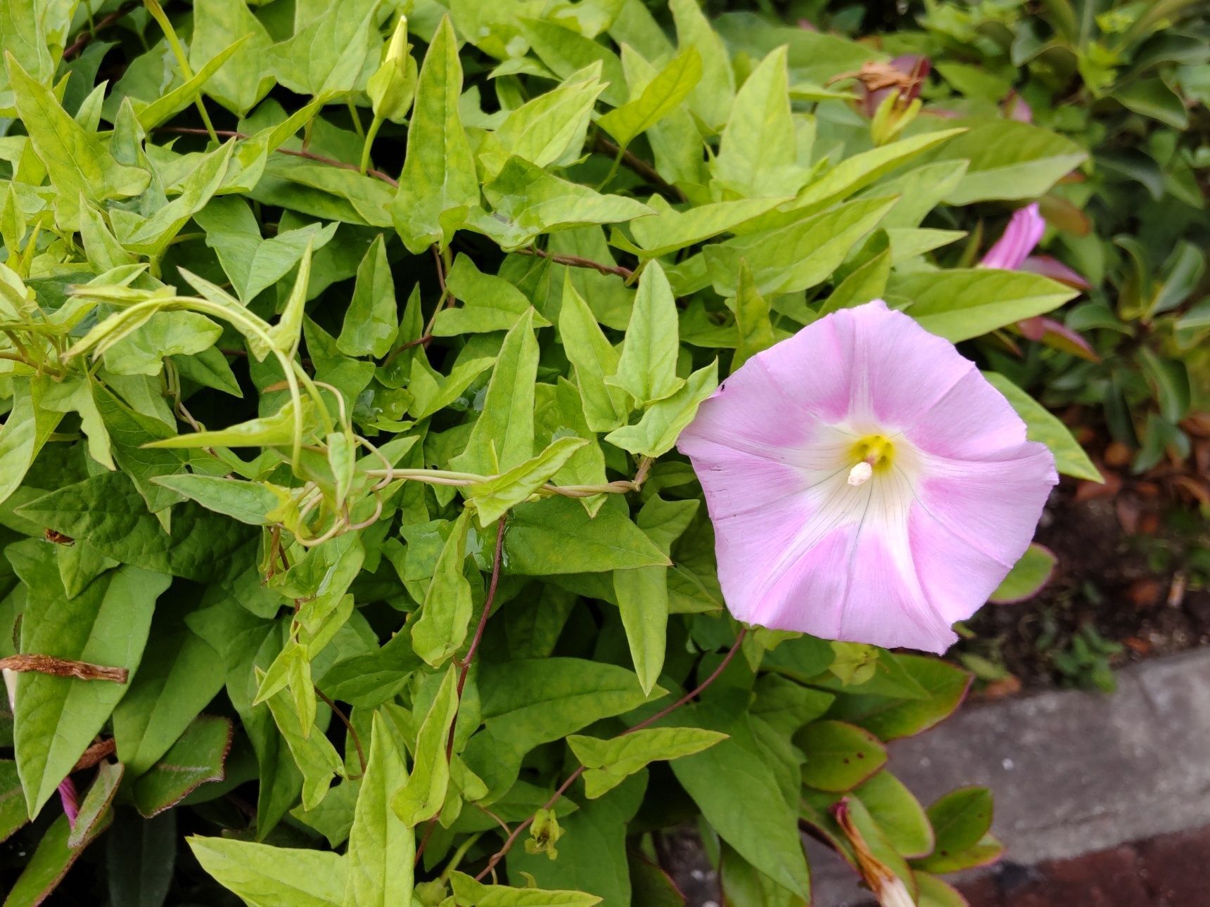 この植物は「ヒルガオ」の仲間です。