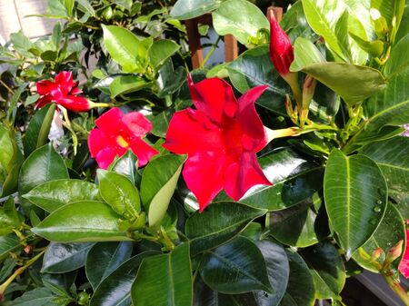 【5月の花】暑さに超強い！可愛い花「サンパラソル」♡意外に知られていない「毒」はどの部位にある？