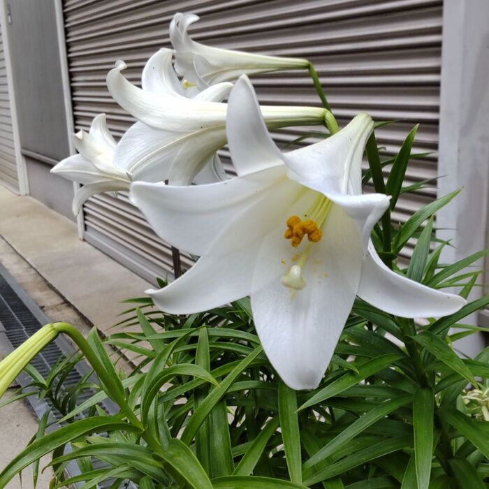 こちらも、場所は違うのですが、5月に花を咲かせている街の中の「テッポウユリ」です。