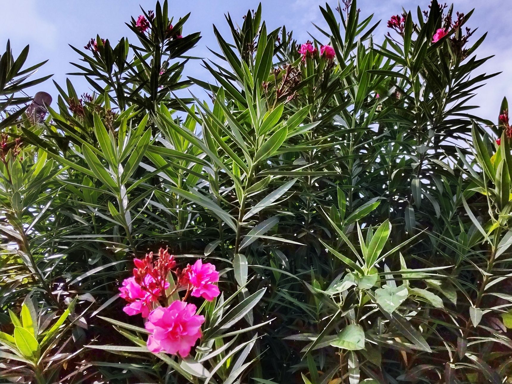 この樹木は有毒植物の中でも「猛毒植物」として有名です。ですが、身近に植えられています。