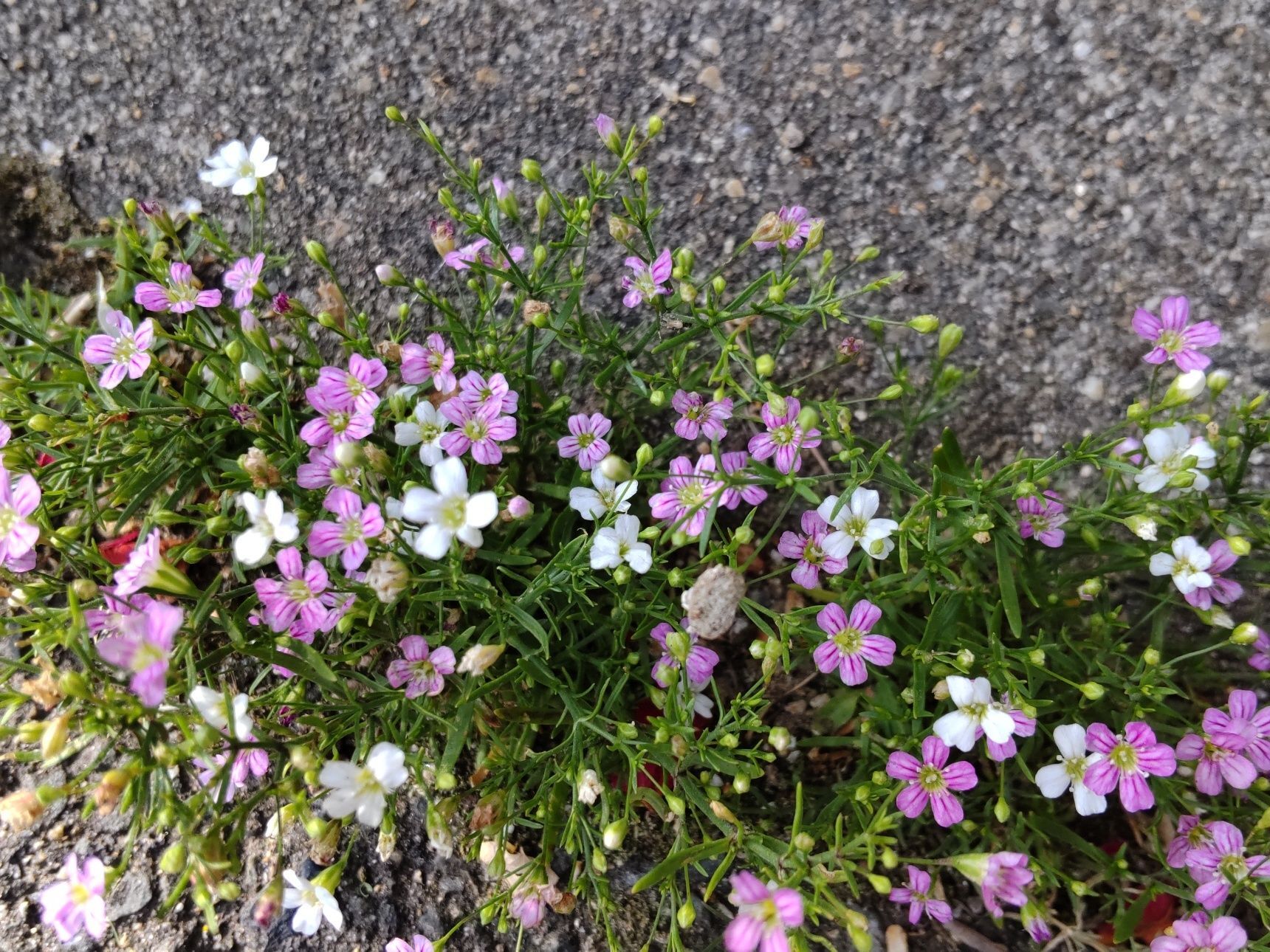 このようにコンクリートの隙間などでも、花を咲かせることができる「ド根性」さ！素晴らしいですね。