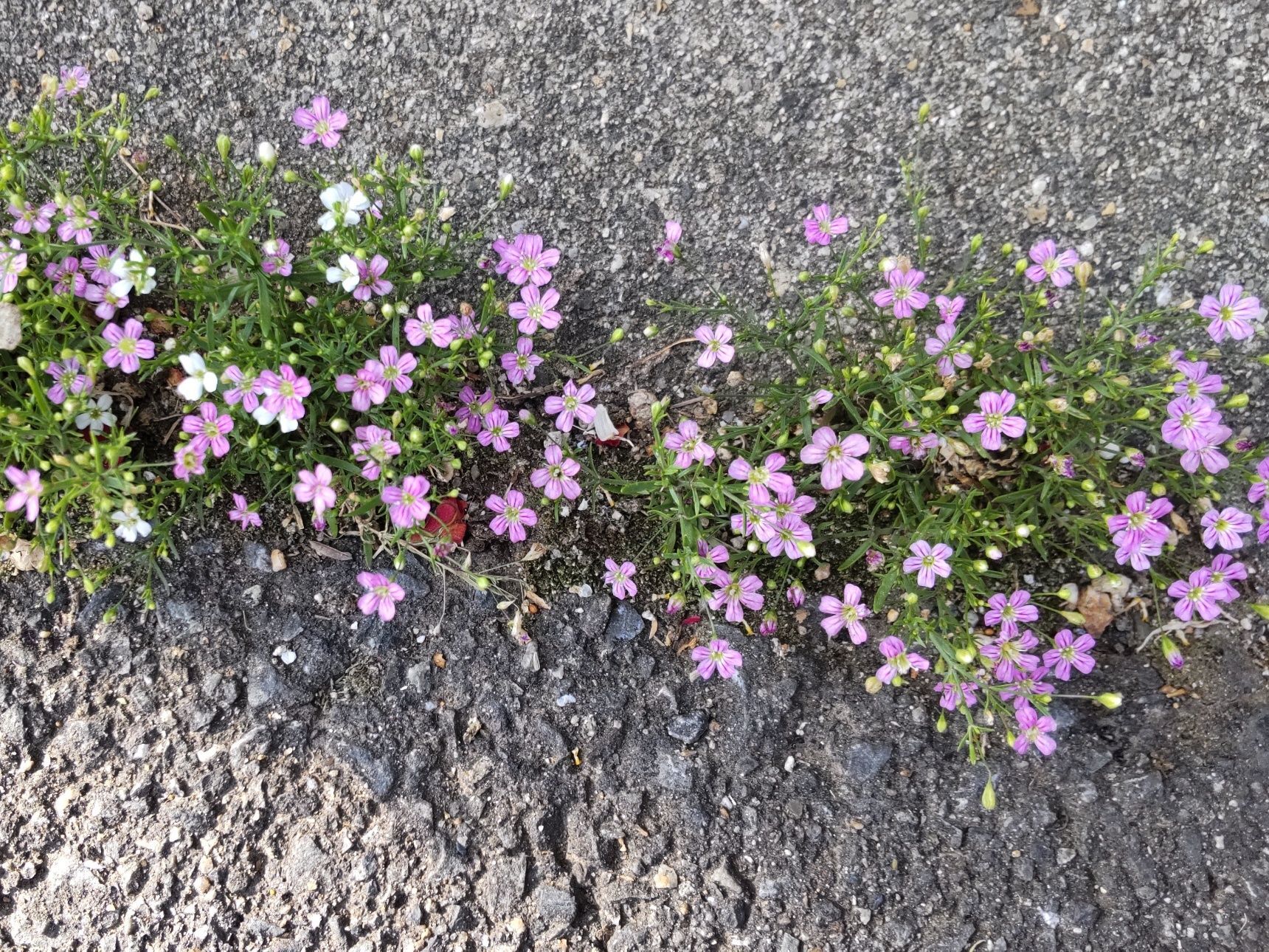 この植物は「ヌカイトナデシコ」です。