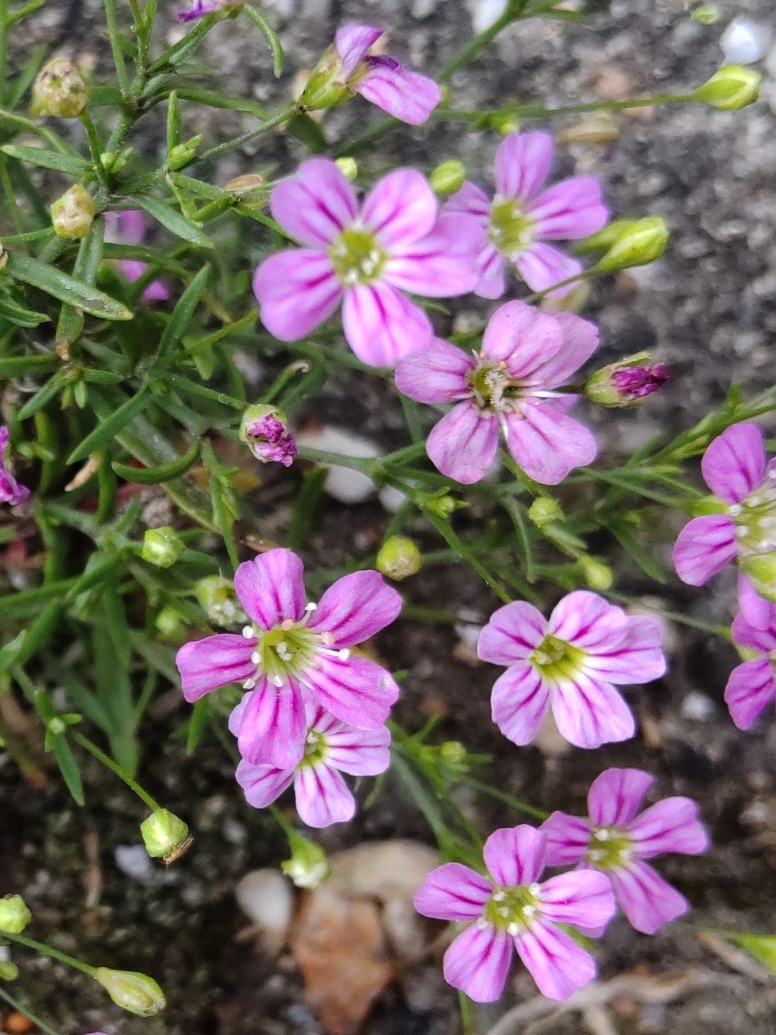 ヌカイトナデシコの花言葉は「清らかな心」です。