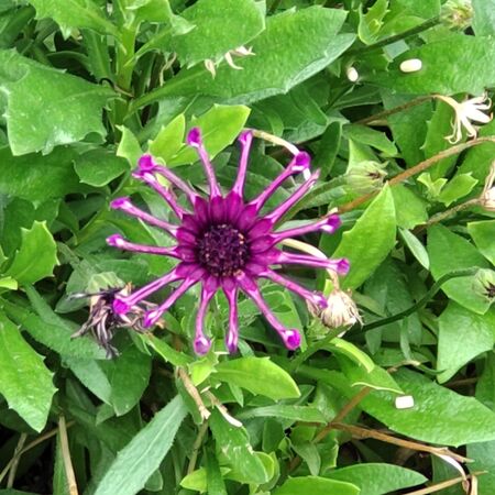 【5月の道端の奇妙な花】「紫の蜘蛛」♡名前からして怖いーー！この花は、何者？毒があるの？