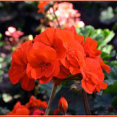 春から初夏にかけて可憐な花「ペラルゴニウム（pelargonium）ゼラニウム（geranium）」