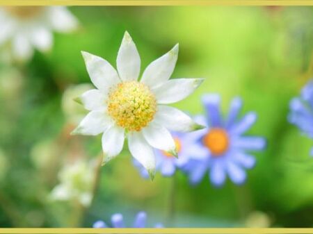 少し緑がかったかわいらしい白い花「フランネルフラワー/Flannel flower」