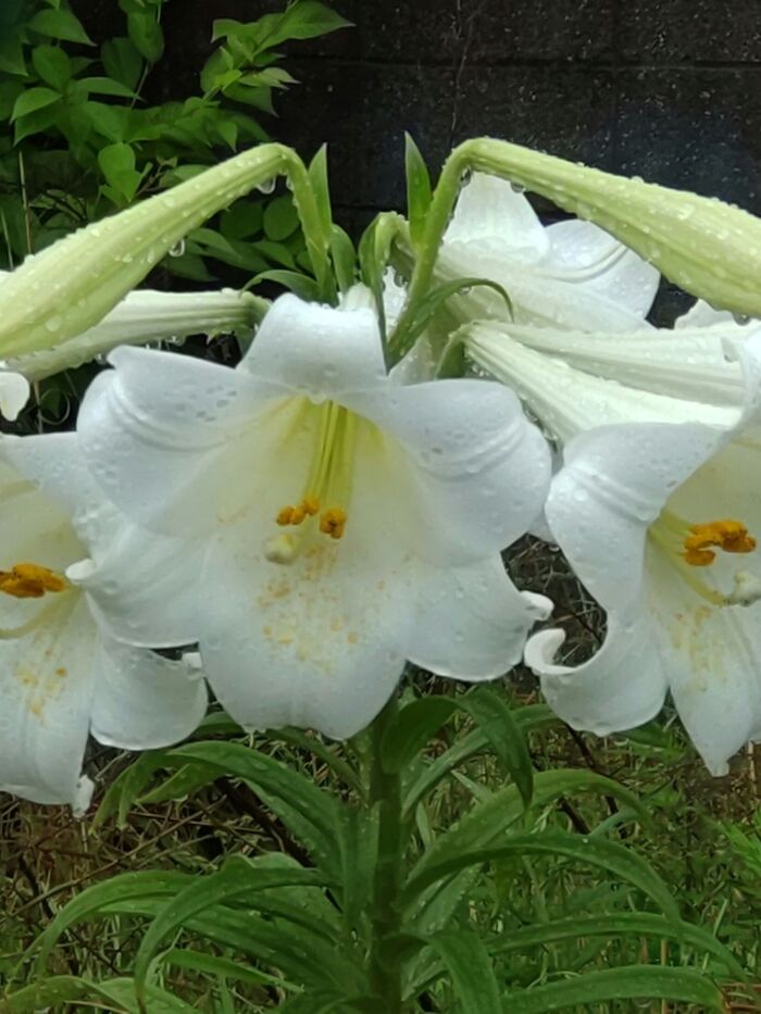 純白に咲き誇る、素晴らしく美しい花姿
