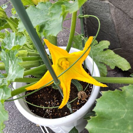 【道端の不思議な植物】ビックリ！大きな星のような、ヒトデのような、この花は、何者？